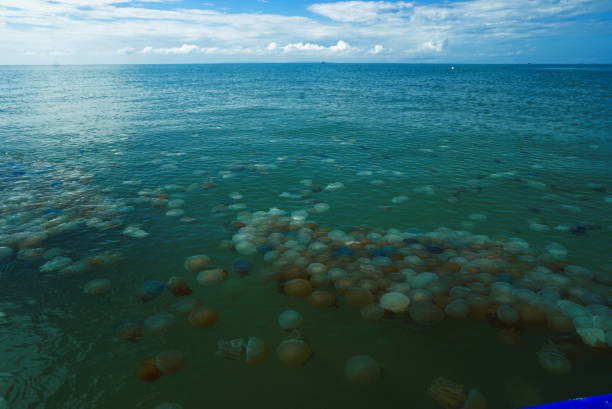 istock Jellyfish in the sea 1182627669