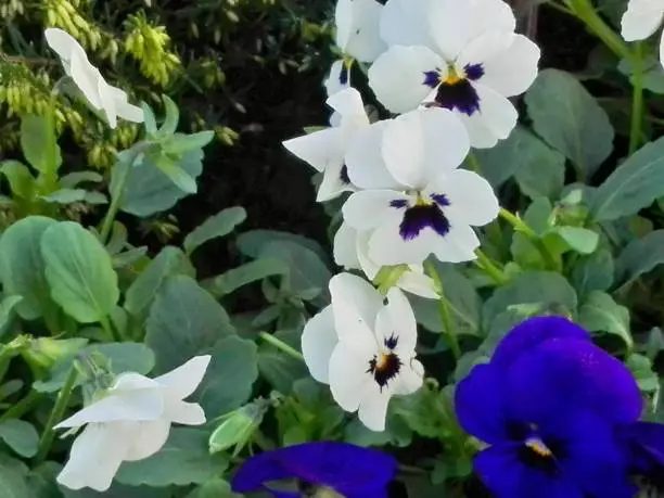 Pansy,Wild pansy,white pansy and blur pansy with leaves,foliage in garden