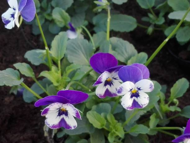 istock Pansy,Wild pansy violet white bloom with foliage 1182628424
