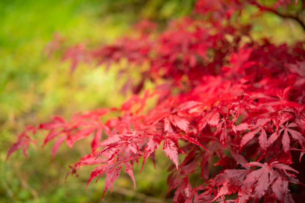 acer palmatum sectum, japanischer ahornbaum - autumn japanese maple maple tree selective focus stock-fotos und bilder