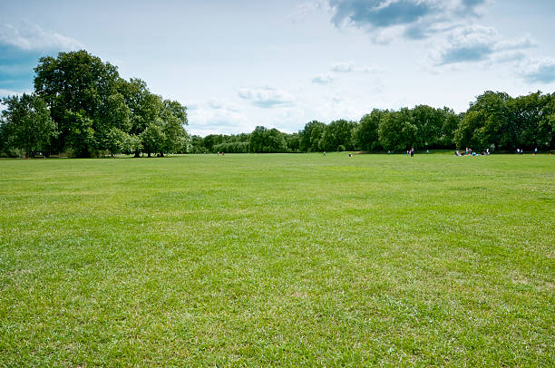 istock Green grass with trees and blue sky in London 118263000