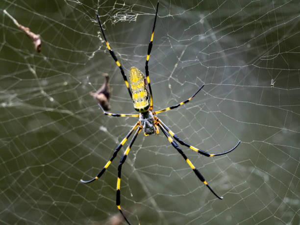 nephila clavata joro orb tkacz pająk na stronie 7 - orb web spider zdjęcia i obrazy z banku zdjęć