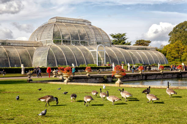 The Palm House at Kew Gardens in London London, England - October 09, 2019: Visitors outside the glass and wrought iron structure of the Palm House at Kew Gardens in London at day kew garden stock pictures, royalty-free photos & images