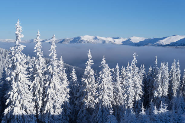 istock Snowy forest in the mountains 1182633591