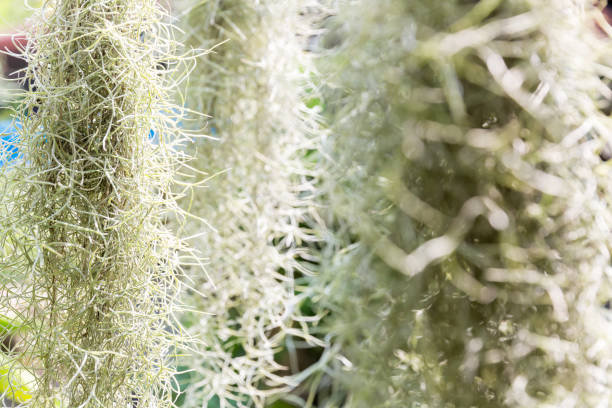 Natural 'curtain' formed by Spanish moss. Spanish moss close up. Grey natural background. Tillandsia usneoides nature blurred background. Tillandsia usneoides Is a plant in the pineapple family.