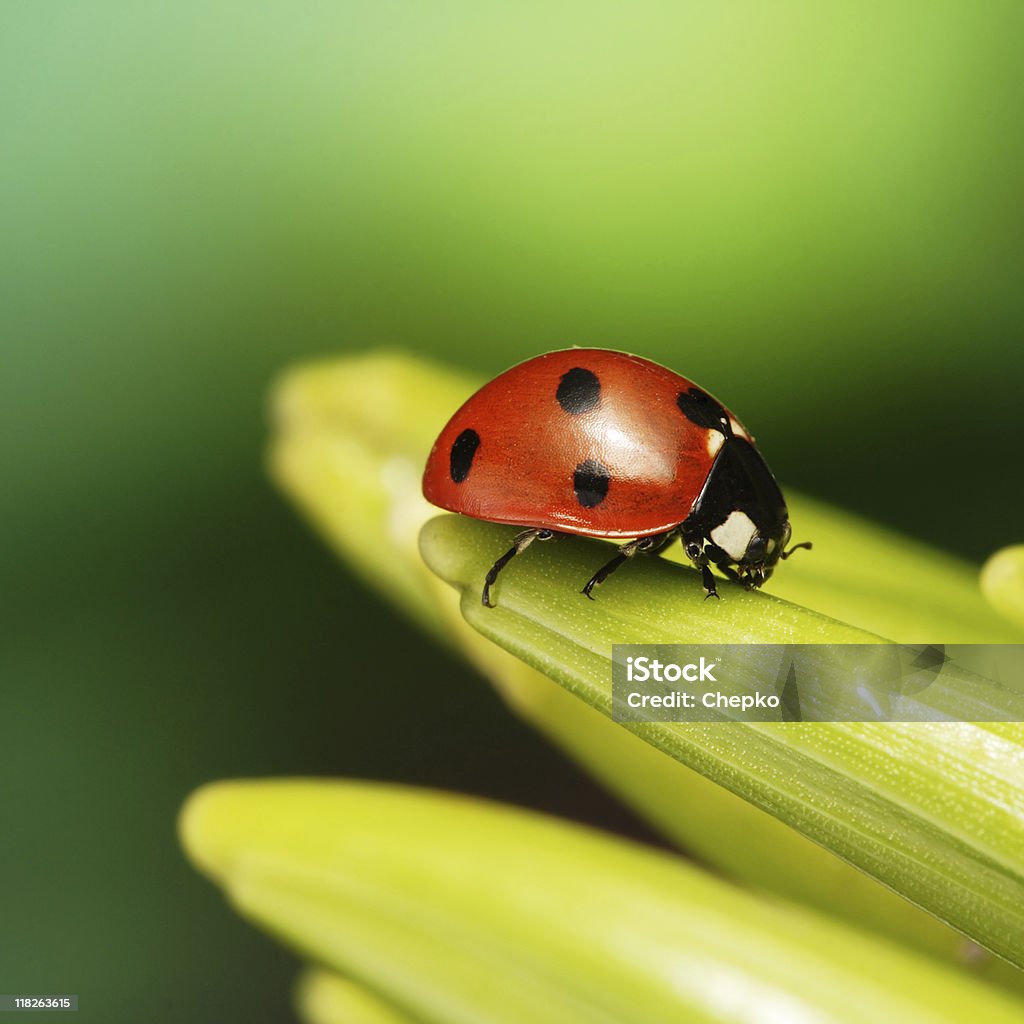 Coccinella - Foto stock royalty-free di Animale