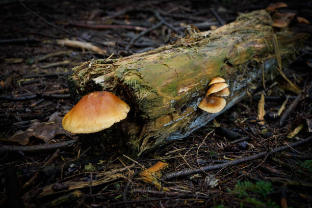 Wild mushroom growing in a dead tree trunk during the autumn