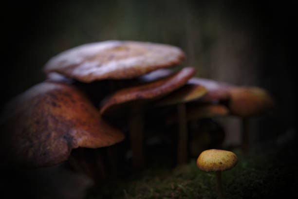 istock Mushrooms in Sweden 1182638581