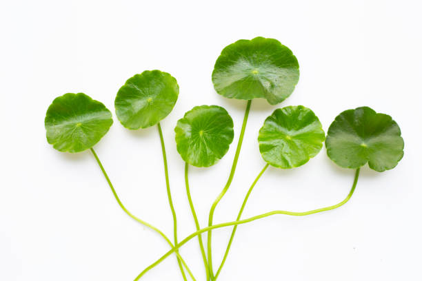 istock Gotu kola leaves on white 1182639094