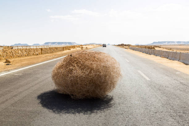 tumbleweed géant sur l'autoroute avec des dunes sablonneuses, entre l'oasis d'el-bahariya et l'oasis d'al farafra, désert occidental d'egypte, entre le gouvernorat de gizeh et le gouvernorat de la nouvelle vallée, près du désert blanc - oasis sand sand dune desert photos et images de collection