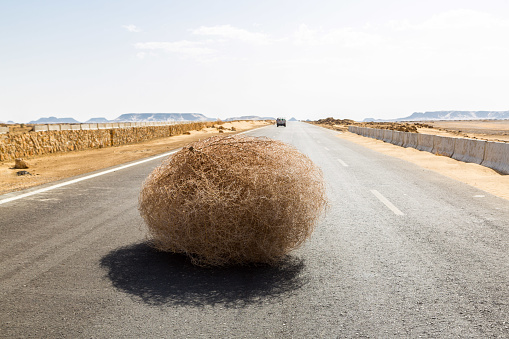 Giant tumbleweed on the highway with sandy dunes, between el-Bahariya oasis and Al Farafra oasis, Western Desert of Egypt, between Giza governorate and New Valley Governorate, near White Desert.
