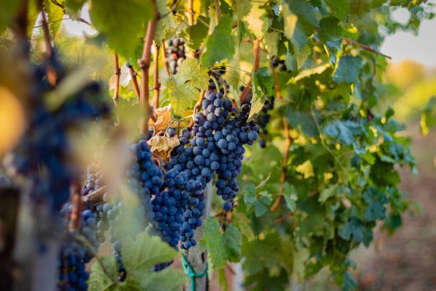 istock Wine grapes on the vine 1182639410