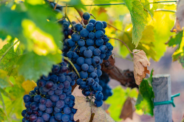 istock Wine grapes on the vine 1182639510
