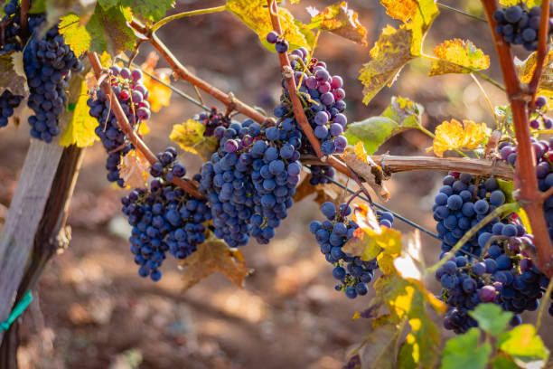 istock Wine grapes on the vine 1182639520