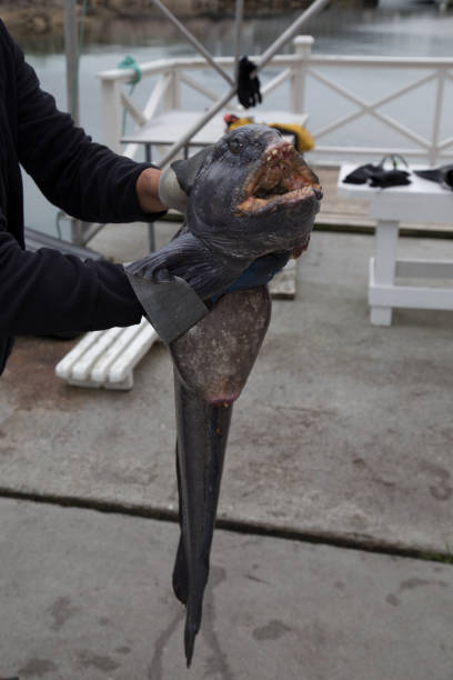 istock Norway sea caught Fish Norway North Scandinavia 1182640393