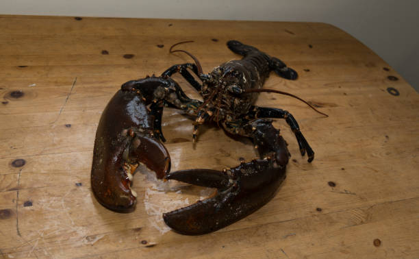 istock Norway sea caught Fish Norway North Scandinavia 1182640420