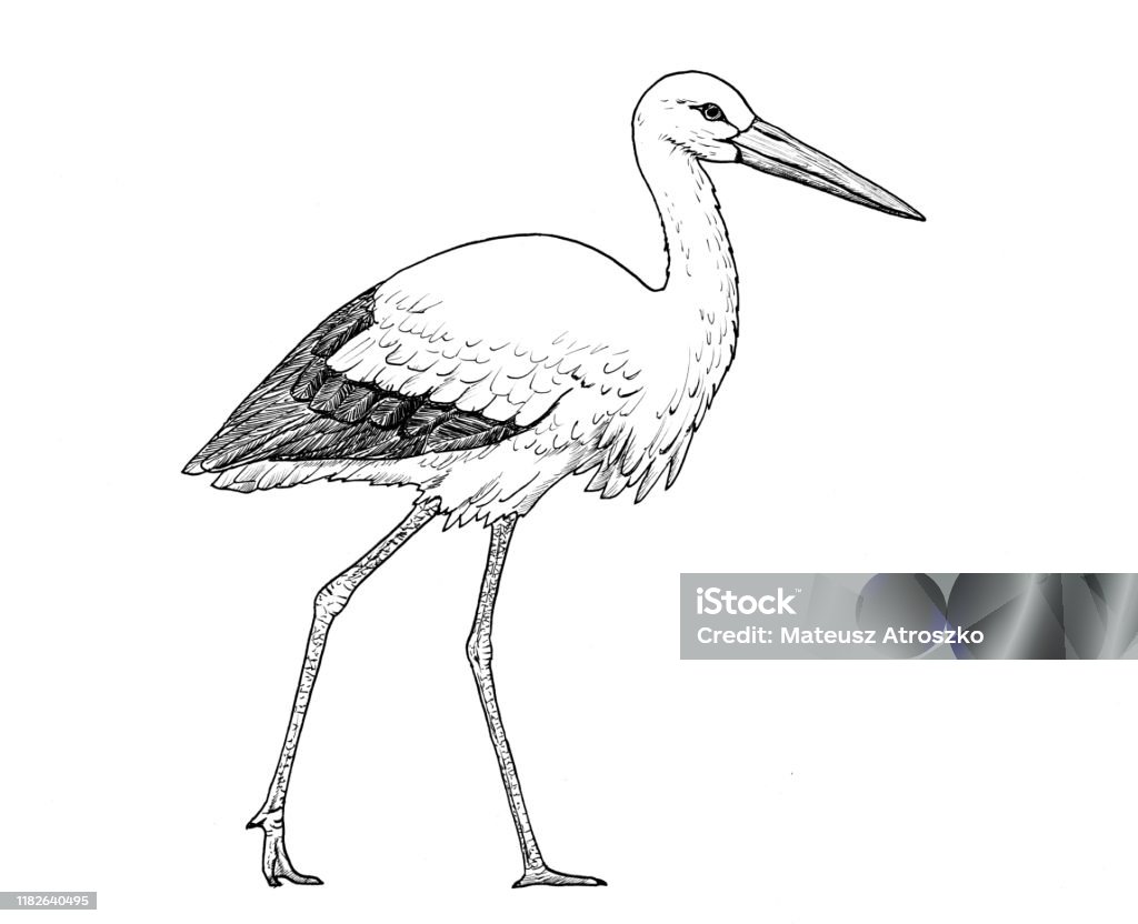 Ilustración de Dibujo De La Cigueña Blanca Europea Boceto Del Pájaro  Ciconia Ciconia Ilustración En Blanco Y Negro y más Vectores Libres de  Derechos de Cigüeña - iStock