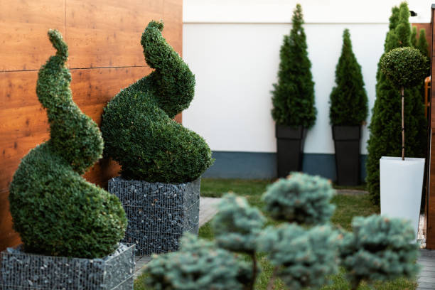 istock Decorative spiral topiary greenery in a garden. 1182641065