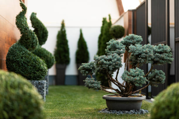 istock Small evergreen tree in a garden. 1182641828