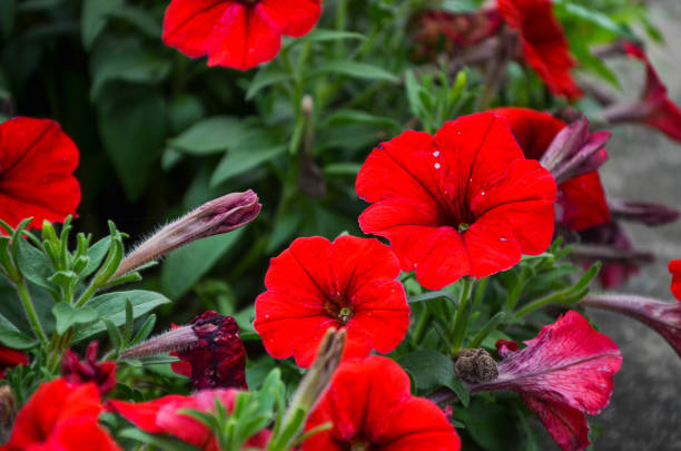 istock Red common petunia in the park. 1182642190