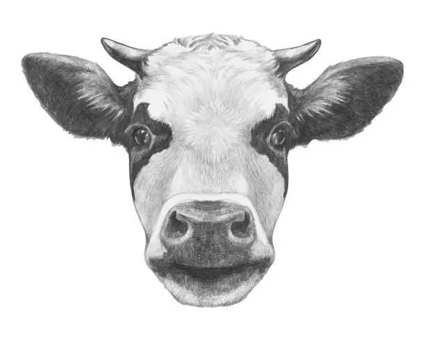 Vector illustration of Portrait of Cow. Hand-drawn illustration.