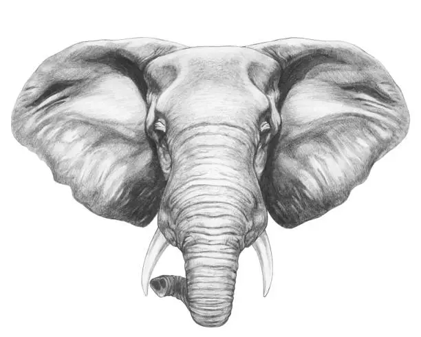 Vector illustration of Por trait of Elephant. Hand-drawn illustration. Vector isolated elements
