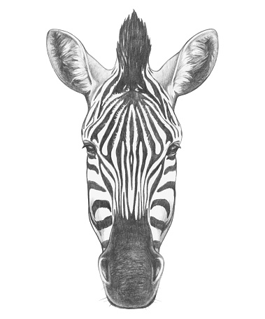 Portrait of Zebra. Hand drawn illustration. Vector isolated elements.