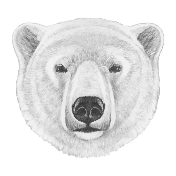 Vector illustration of Portrait of Polar Bear. Hand drawn illustration. Vector isolated elements.