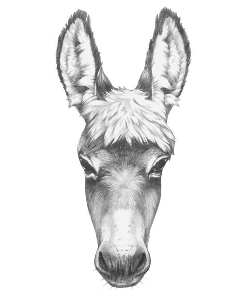 Portrait of Donkey. Hand-drawn illustration. Vector isolated elements. Vector isolated elements. burro stock illustrations