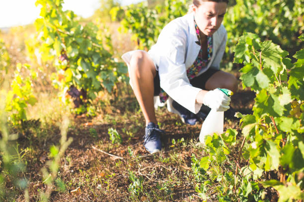 istock A woman spraying plants on a plantation 1182642341