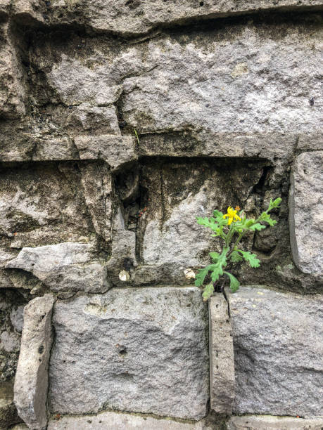 istock Old  brick wall with a flower growing on it 1182642462