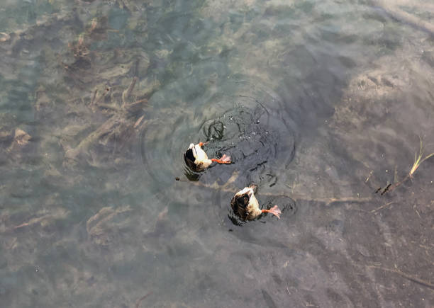 istock Two ducks eat under water, lifting the ass up above the water 1182643034