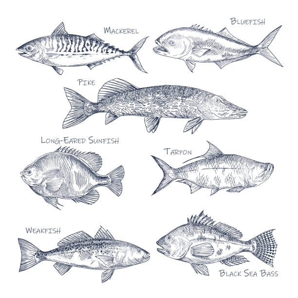 widok z boku na szkic oceanów i ryb morskich. wędkarstwo - black bass illustrations stock illustrations