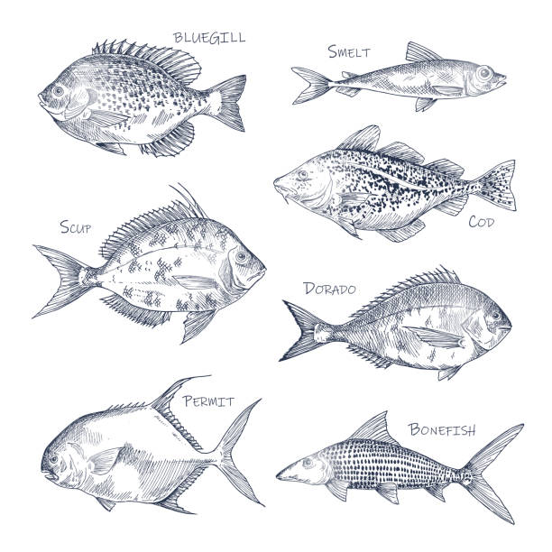 ilustraciones, imágenes clip art, dibujos animados e iconos de stock de bosque de mariscos o conjunto de pescado sorteado a mano aislado - bonefish