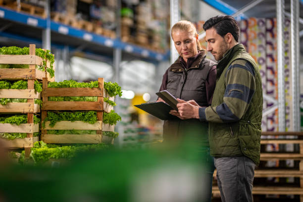 Workers checking lettuce shipment in warehouse Male and female workers using digital tablet while checking crates of lettuce in warehouse. khaki green photos stock pictures, royalty-free photos & images