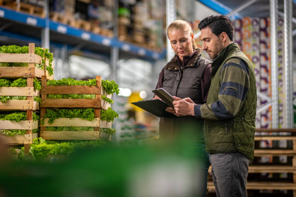 workers checking lettuce shipment in warehouse - warehouse distribution warehouse crate box imagens e fotografias de stock