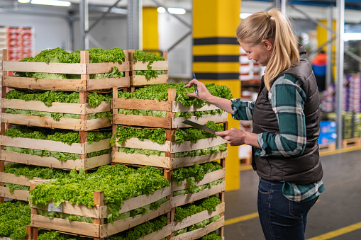 Female worker checking crates of lettuce in warehouse.