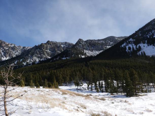 istock Forest in the mountains 1182646380