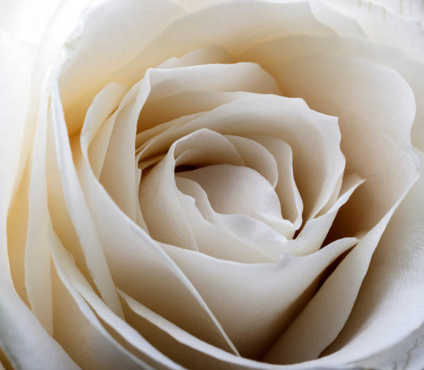istock White rose. Flower as background. Macro. 1182646609