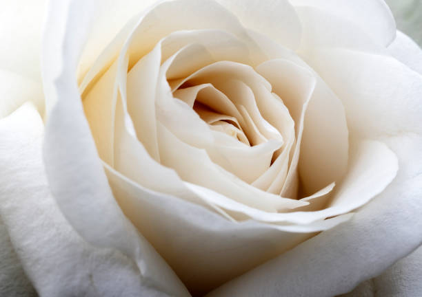 istock White rose. Flower as background. Macro. 1182646641