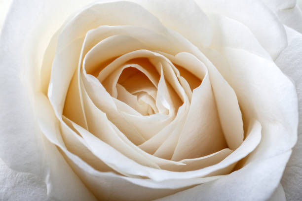 istock White rose. Flower as background. Macro. 1182646694