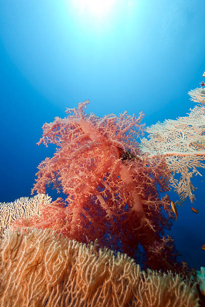 istock coral,ocean and sun 118264682