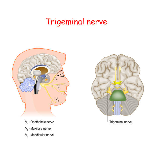 Trigeminal nerve. Trigeminal nerve. neuralgia stock illustrations