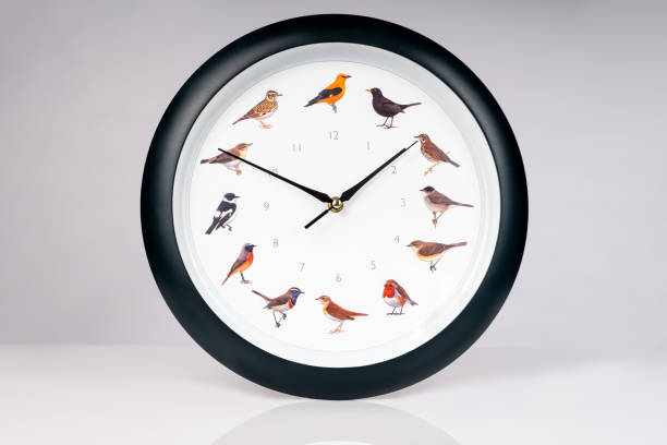 istock Front view of decorative wall clock with different birds painted on the dial isolated on white background. 1182648182