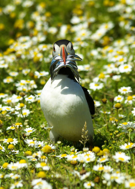 istock Puffin with Sandeels 1182649107