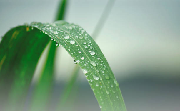 istock Water drops on fresh green leaf. Close Up Green cane leaf after raining 1182649214