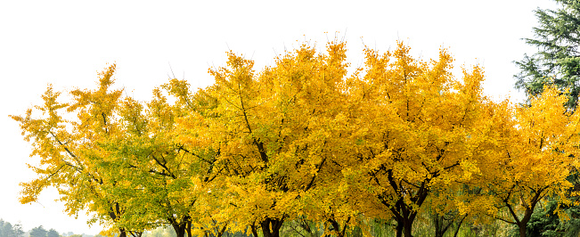 Blooming Golden shower tree in Pak Chong, in Nakhon Ratchassima province . national tree of Thailand