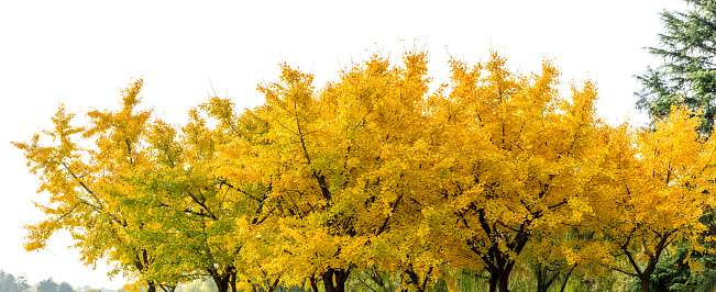 Beautiful yellow ginkgo tree in autumn garden