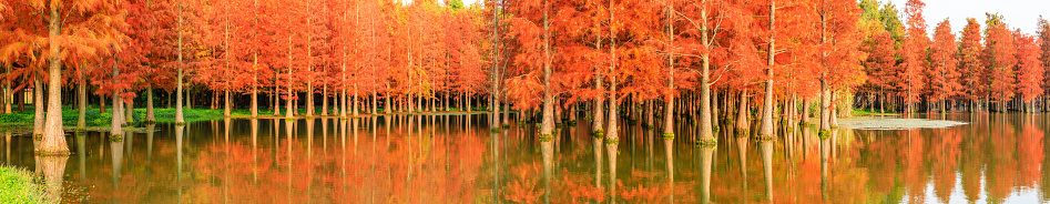 Beautiful colorful forest natural landscape in autumn season