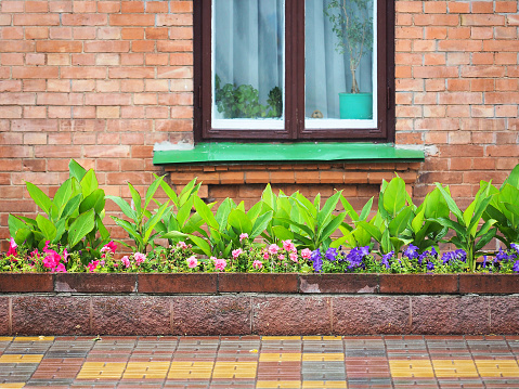 Flower bed in front of the house, gardening
